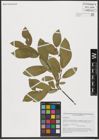 Foto von Salix hastata L.